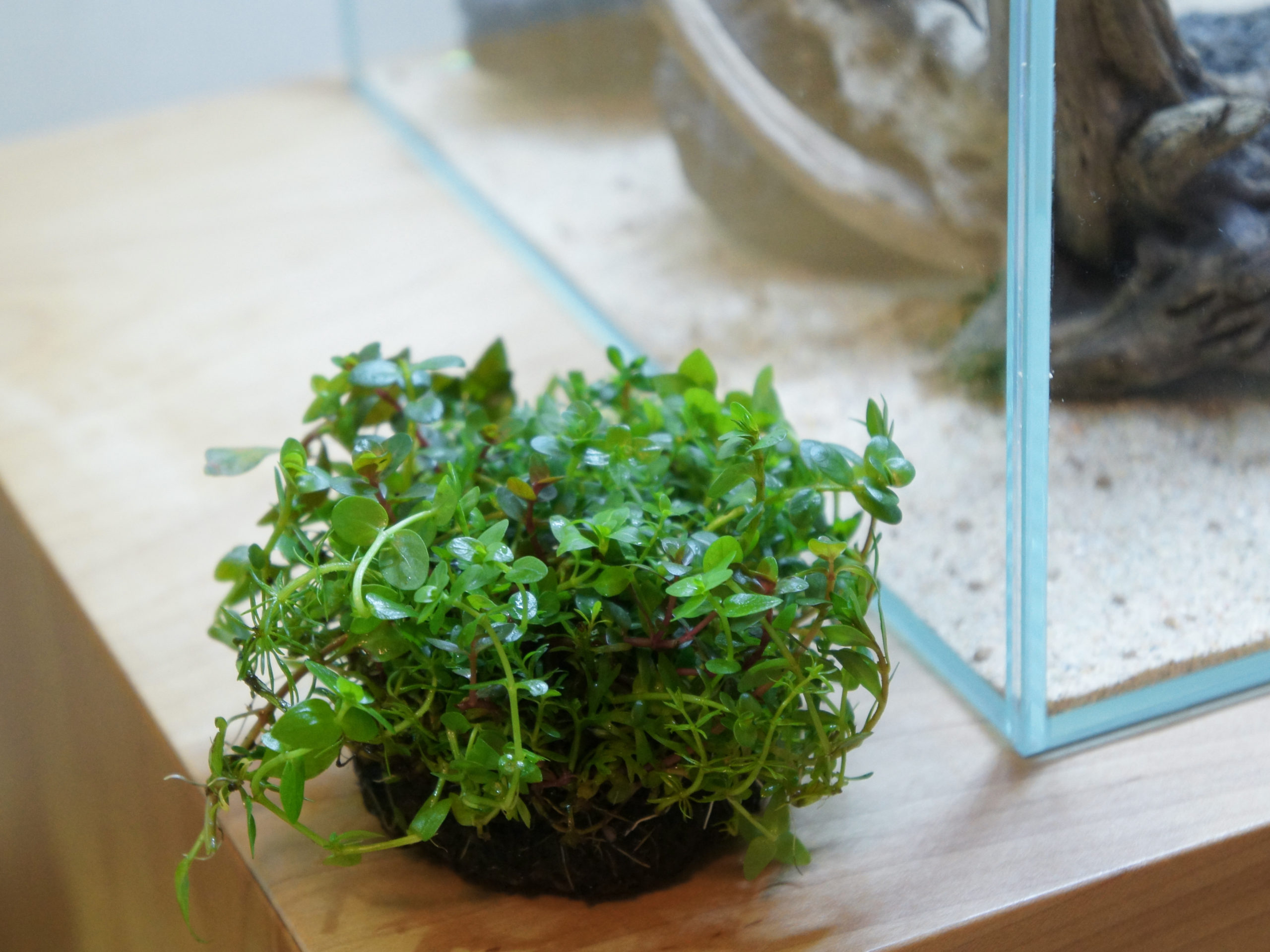 侘び草を水上で育てたい! もう失敗しないための4つのポイント - The